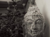 Häutung  PENTAX K-3 Mark III Monochrome, HD PENTAX - DA* 2.8/16-50 ED PLM AW - 02.01.2025 -