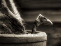Nessy  PENTAX K-3 Mark III Monochrome, SMC PENTAX-FA 1.9/43 Limited  - 08.04.2025 -