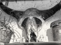 Minotaurus I  PENTAX K-3 Mark III Monochrome, SMC PENTAX-FA 1.8/31 AL Limited  - 06.10.2025  -