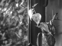 Asia  PENTAX K-3 Mark III Monochrome, SMC PENTAX-FA 1.8/77 AL Limited  - 17.11.2025  -