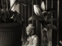 Lilie beim Buddha #1  Pentax Super A, SMC PENTAX-FA 1.8/77 Limited   - 03.11.2024 -