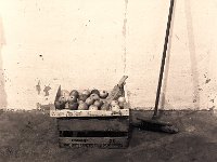 Streuobstäpfel  Pentax 645N, 2.8/75, 400TX/400