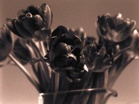 Rote Tulpen  Canham DLC 45; Tele-Xenar 5.5/240, Retro Tonal 100/64