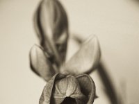 Aufgehende, rote Amaryllisblüte  Pentax K-1, SMC 1.4/50 (analoge K Baureihe)  - 09.12.2018 - : Amaryllis, Badezimmer, Blüten, Knospe, Stillleben