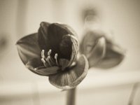 Rote Amaryllisblüte  Pentax K-1, SMC 1.4/50 (analoge K Baureihe)  - 09.12.2018 - : Amaryllis, Badezimmer, Blüten, Knospe, Stillleben