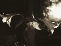 Lilienblüten im Morgenlicht  Pentax K-1, HD Pentax DFA 2.8 24/70 ED SDM WR  - 18.11.2018 - : Blüten, Küche, Lilie, Morgenlicht, Stillleben