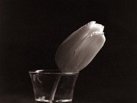 Tulip Tears  Canham DLC 45; Tele-Xenar 5.5/240, Bergger Pancro400@200  - 29.01.2022 -