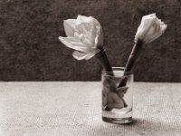 Still Life with Narcissi  Canham DLC 45; Apo Ronar 9.0/300, Bergger Pancro400- 17.02.2022 -