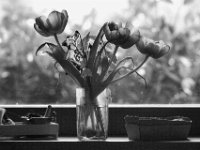 Blumen auf der Fensterbank  PENTAX K-3 Mark III Monochrome , SMC PENTAX-FA 1.8/77 Limited  - 24.03.2024 -