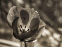 Tulpenblüte  PENTAX K-3 Mark III Monochrome , SMC PENTAX-FA 1.8/77 Limited  - 26.03.2024 -