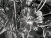 Offene Tulpenblüte  PENTAX K-3 Mark III Monochrome, HD PENTAX - FA 1.9/43 Limited - 27.04.2024 -