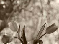 Tulips  Pentax K-1, Pentax D FA* 1.4/50 SDM AW  - 03.03.2022 -