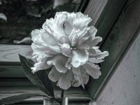 Pfingstrose #1  PENTAX K-3 Mark III Monochrome, HD PENTAX - FA 1.9/43 Limited  - 21.05.2024 -