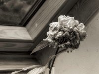 Pfingstrose #3  PENTAX K-3 Mark III Monochrome, HD PENTAX - D FA* 1.4/50 SDM AW- 03.06..2024 -