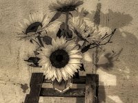 Sonnen  PENTAX K-3 Mark III Monochrome, SMC PENTAX-FA 1.8/31 Limited   - 10.08.2024 -