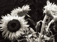 Helle Sonne vor dem Vergehen  PENTAX K-3 Mark III Monochrome, SMC PENTAX-FA 1.9/43 Limited   - 17.08.2024 -