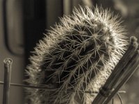 Kaktus  PENTAX K-3 Mark III Monochrome, SMC PENTAX-FA 1.8/77Limited  - 06.11.2024 -