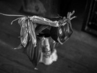 Verblüht  PENTAX K-3 Mark III Monochrome, SMC PENTAX-FA 1.9/77 Limited  - 21.11.2024 -