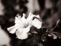 Hibiskusblüte  Pentax MZ-S, Pentax SMC 1.4/50, Bergger Pancro400@640  - 20.01.2021 -