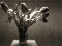 Tulpen  Pentax K2, SMC 2.0/35, Bergger Pancro 400   -10.02.2024 -