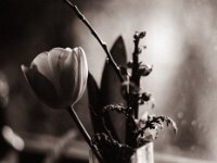 Tulpe  Pentax LX, SMC Pentax FA 1.8/77 Limited, Adox CHS 100 II - 25.03.2022 -