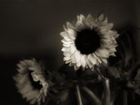 Sonnenblumen Mystik  Pentax K2, SMC 1.4/50, ADOX CHS 100 II  - 25.07.2023 -