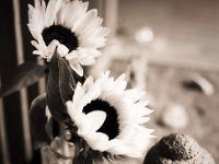 Sonnenblumen I  Pentax MZ-S, SMC FA  1.9/43 Limited, Gelbfilter, Ilford Pan 100 - 17.07.2020 - : Stillleben, Sonnenblume, Buddha, Figur