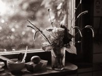 Stillleben auf der Fensterbank  Pentax 645N, 2.4/105 (67er), Bergger Pancro400@200  - 13.06.2022 -