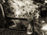 Lilien abgestellt auf der Gartenbank  Pentax 67 II, SMC 2.4/105, Fuji Acros 100 II, Rotfilter  - 11.08.2023 -