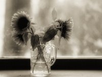 Sonnenblumen im Bierkrug  Pentax 645N, SMC FA 2.8/150, Fuji Acros 100II  - 11.09.2023 -