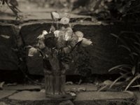 Blumen im Glas  Pentax 67II, SMC 4.0/200, Fuji Acros 1ooII@64  - 16.08.2022 -