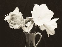 Amaryllis und Schneckengehäuse  Canham DLC 45; Apo Sironar-N 5.6/150, Fuji Acros 100@64