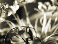 Tulpenblüte  Pentax MZ-S, SMC FA  1.8/77 Limited, Ilford Pan 100