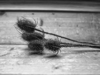 Stachelige Angelegenheit  Pentax K-1, SMC PENTAX-FA 1.8/31 AL Limited   - 01.12.2024 -