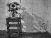 Schattensonnen  PENTAX K-3 Mark III Monochrome, SMC PENTAX-FA 1.8/31 Limited   - 10.08.2024 -