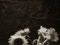 Sonne im Dunkel  PENTAX K-3 Mark III Monochrome, SMC PENTAX-FA 1.9/43 Limited   - 17.08.2024 -