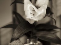 Aufblühen  PENTAX K-3 Mark III Monochrome, SMC PENTAX-FA 1.8/77Limited  - 06.11.2024 -