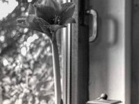 Fensterbank Ansicht  PENTAX K-3 Mark III Monochrome, HD PENTAX - DA* 2.8/16-50 ED PLM AW  - 10.01.2025 -