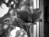 Ritterstern  PENTAX K-3 Mark III Monochrome, HD PENTAX - DA* 2.8/16-50 ED PLM AW  - 10.01.2025 -