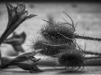 Verblüht  PENTAX K-3 Mark III Monochrome, HD PENTAX - D FA* 1.4/50 SDM AW - 26.01.2025 -