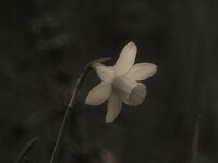 Narzisse  Pentax K-1, SIGMA ZEN MIRROR-TELEPHOTO 8.0/600 MC  - 08.04.2025 -