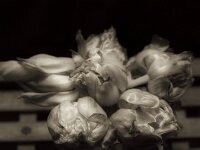 Tulips  PENTAX K-3 Mark III Monochrome, HD PENTAX - DA* 2.8/16-50 ED PLM AW  - 23.04.2025 -