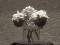 Tulpen  PENTAX K-3 Mark III Monochrome, HD PENTAX - DA* 2.8/16-50 ED PLM AW  - 24.04.2025 -