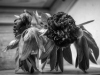 Päonienblüte  PENTAX K-3 Mark III Monochrome, SMC Pentax FA 1.8/77 Limited - 17.05.2025 -