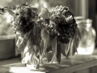 Rote Päonienblüten  PENTAX K-3 Mark III Monochrome, HD PENTAX - D FA* 1.4/50 SDM AW  - 18.05.2025 -