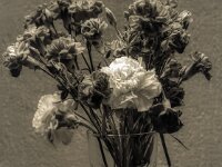 Nelken I  PENTAX K-3 Mark III Monochrome, SMC PENTAX-FA 1.9/43 Limited  - 28.06.2025 -