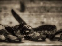 Rosenblüte & Affenbrotbaumsamen  PENTAX K-3 Mark III Monochrome, SMC PENTAX-FA 1.8/77 Limited  - 10.12.2025 -