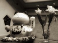 Lilie I  PENTAX K-3 Mark III Monochrome, HD PENTAX - DA* 2.8/ 11-18 ED DC AW  - 14.01.2026 -