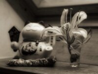 Blüte im Vergehen  PENTAX K-3 Mark III Monochrome, HD PENTAX - DA* 2.8/ 11-18 ED DC AW  - 18.01.2026 -