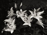Lilien  Pentax 645N, SMC FA 2.8/45, Gelbfilter, KODAK 400TX  - 29.04.2025 -